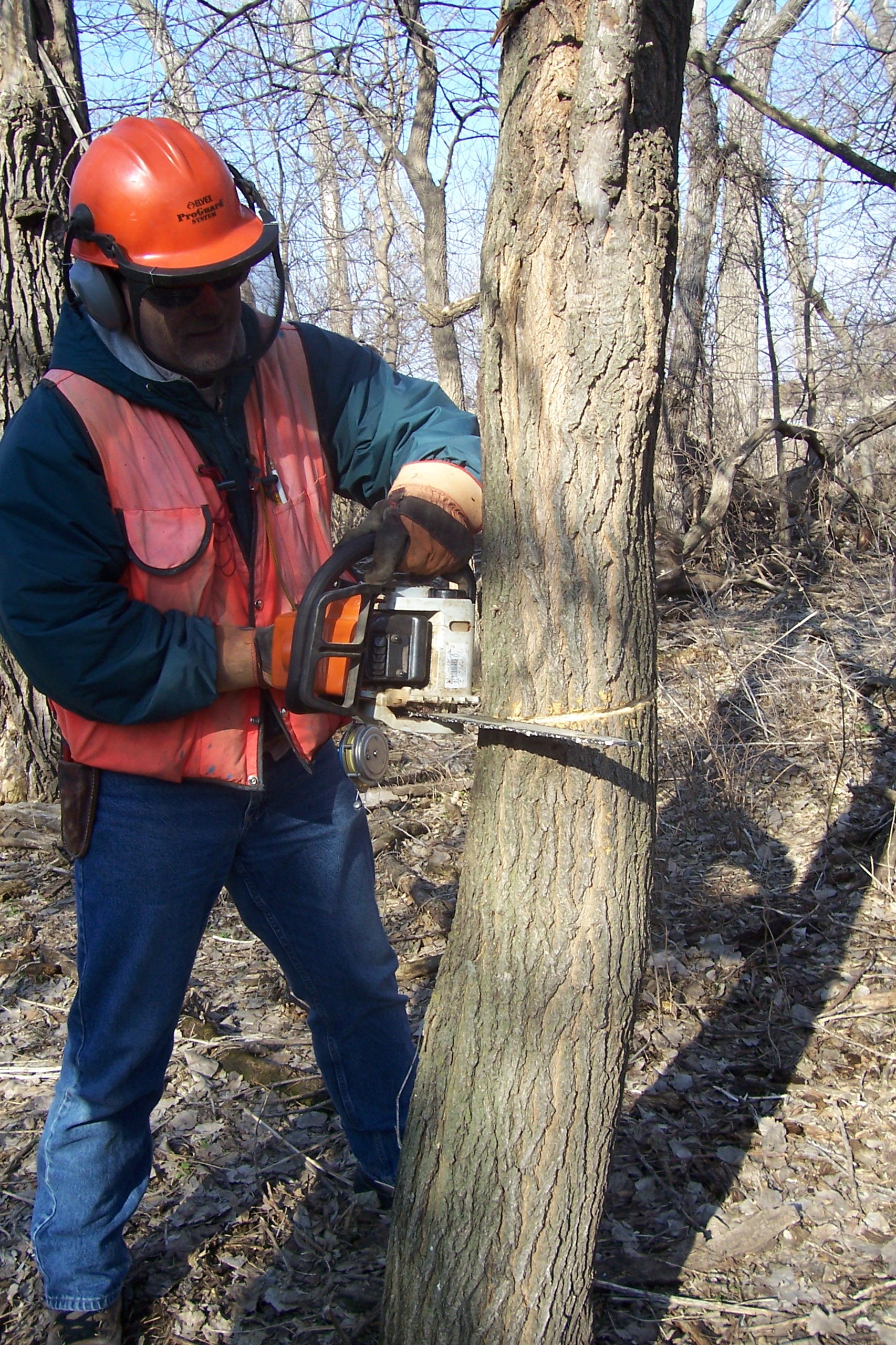 Worker in safety equipment is chainsawing a tree. 